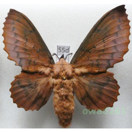 Gastropacha quercifolia (Linnaeus, 1758) female Czech55d